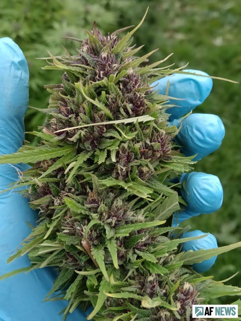 Jerôme Lecoq et ses têtes de chanvre particulièrement réussie.