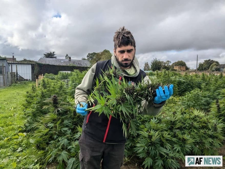 Jerôme Lecoq cultive du cannabis