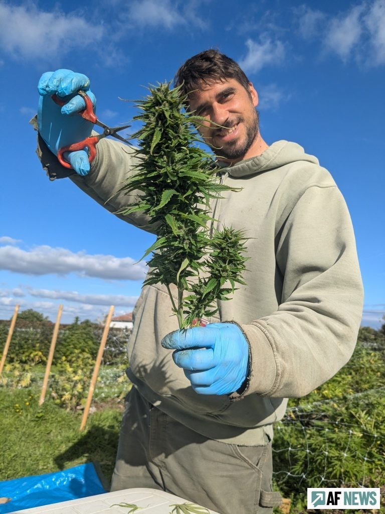 Jeôme Lecoq coupe les têtes dans sa parcelle près du Neubourg, dans l'Eure