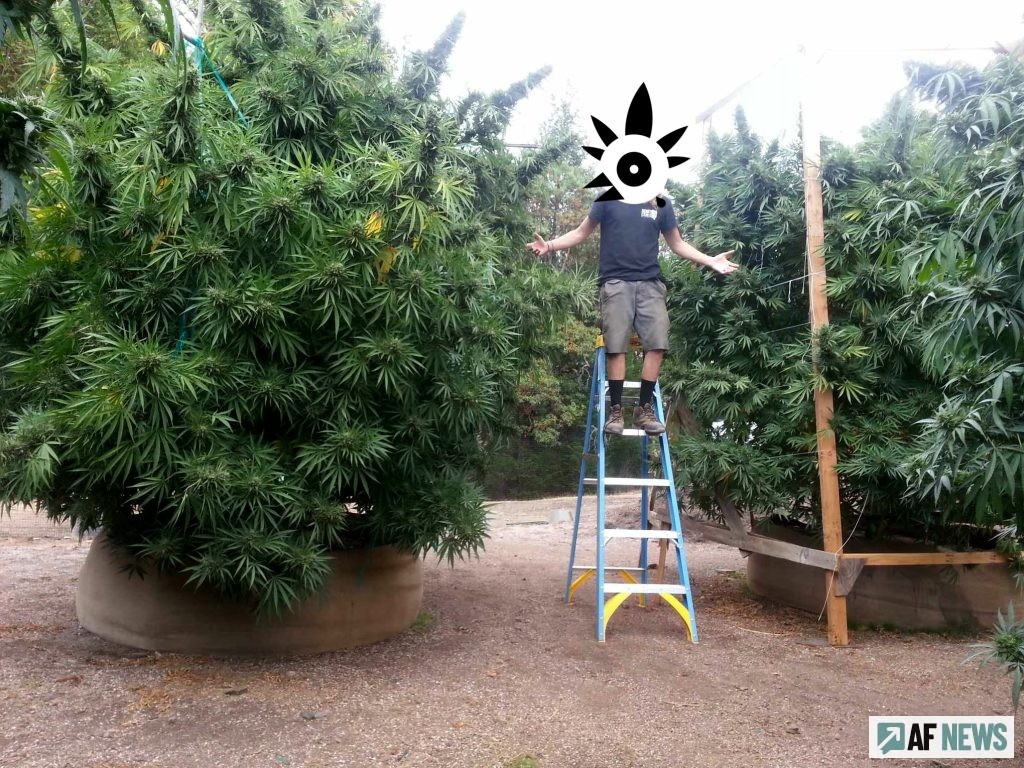 Les plantes de Jerôme Lecoq sont particulièrement haute.